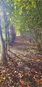 8B10C7F1 1918 47A2 B2F6 BF371A1AC11E 1 105 c 146x300