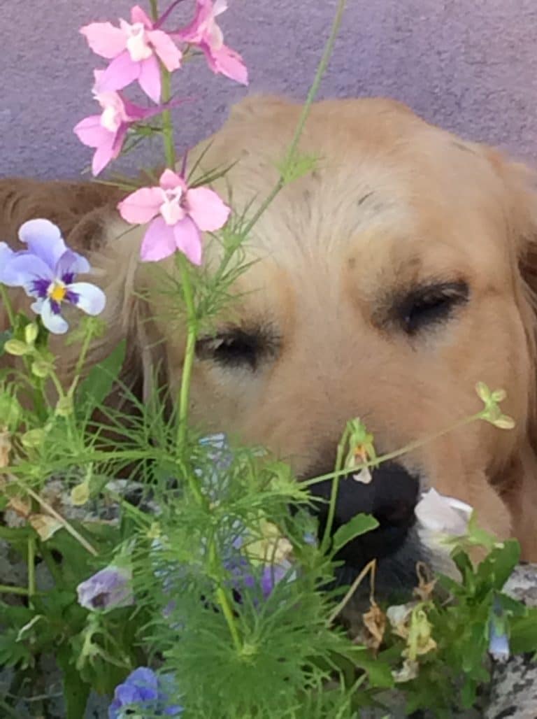 Holly back planters 768x1028