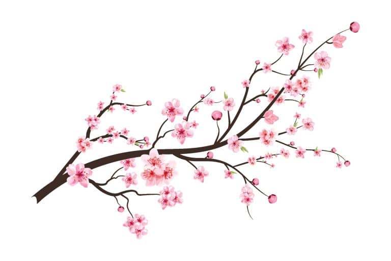 cherry blossom with blooming watercolor sakura flower realistic sakura flower branch japanese cherry blossom cherry blossom branch watercolor cherry flower illustration vector 768x512