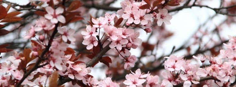 cover photo 121 768x284