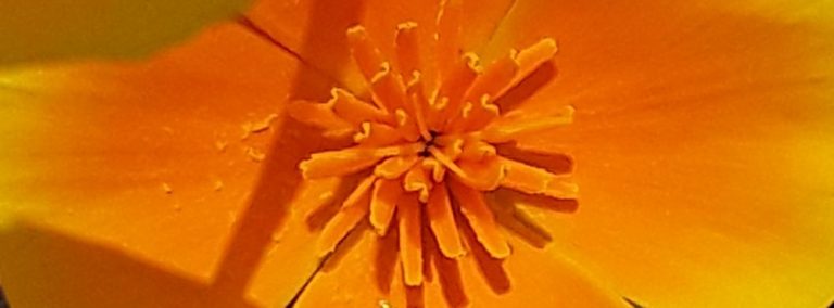 cover photo 124 768x284