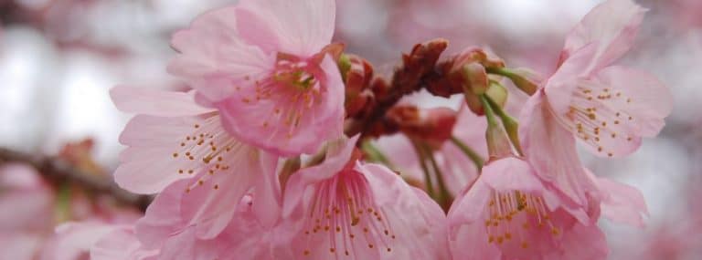 cover photo 186 768x285