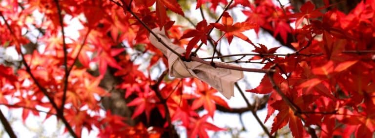 cover photo 255 768x284