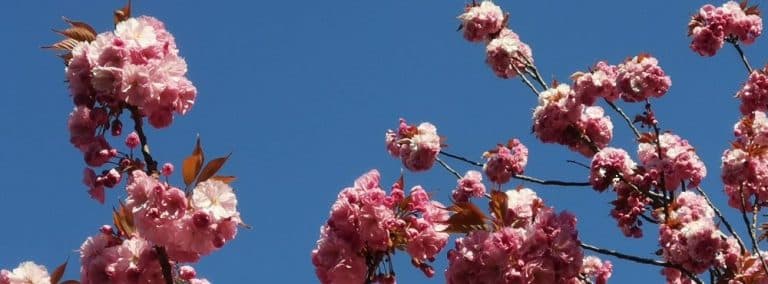 cover photo 49 768x284