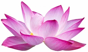 flower 4739172 1280 300x177